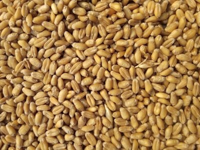 Organic Rice 50kg
